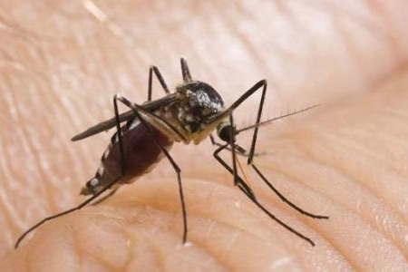 蚊子的危害和防制